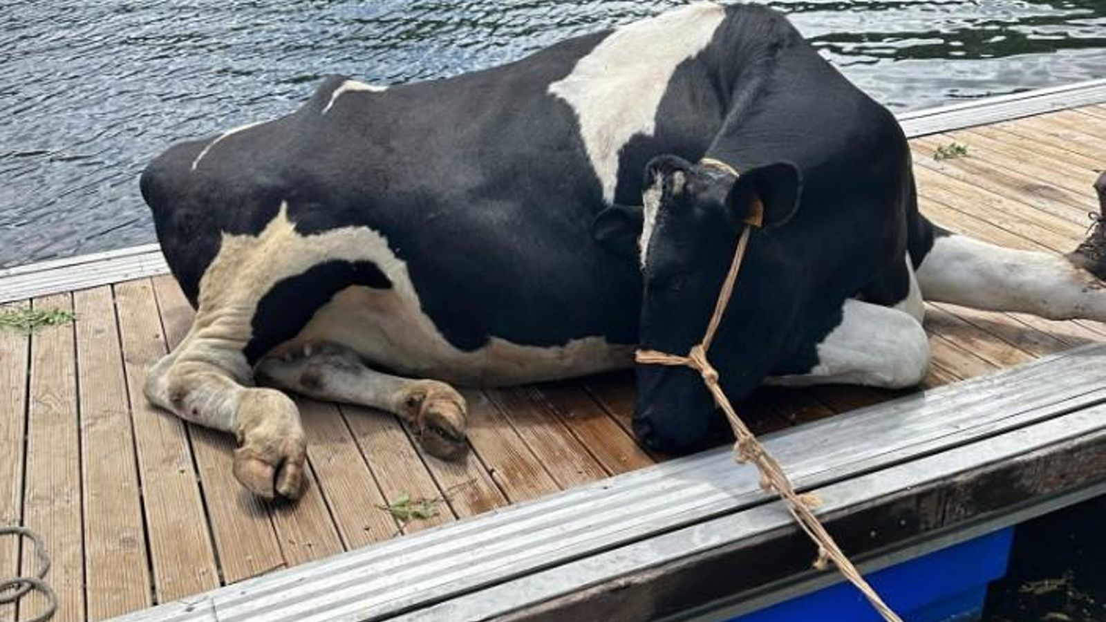 Una de las vacas caídas en Taboada