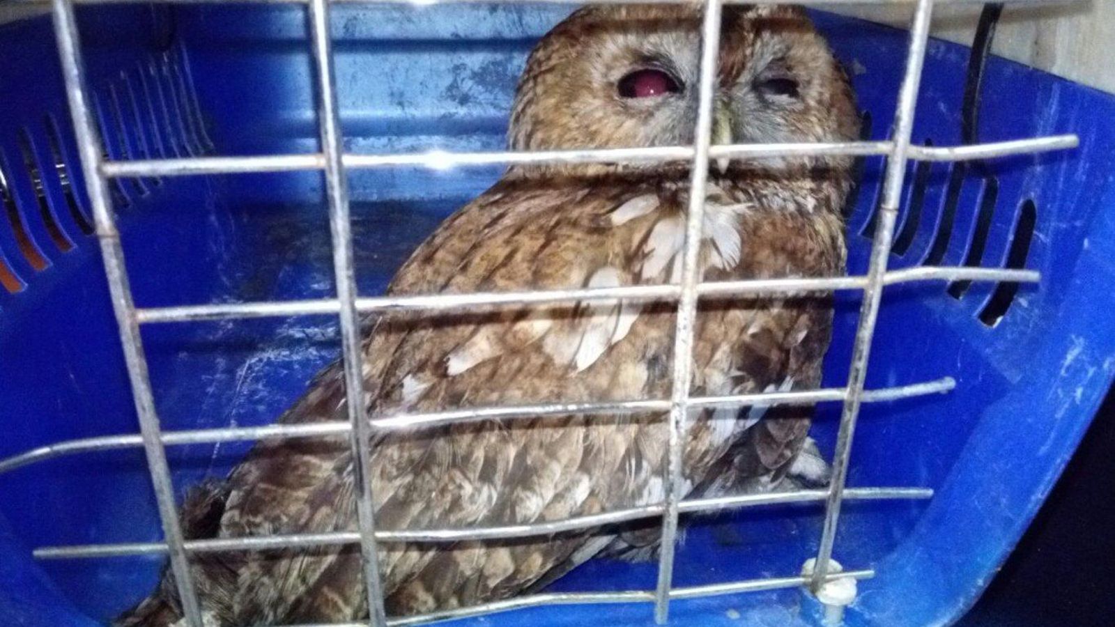 Imagen del búho herido.