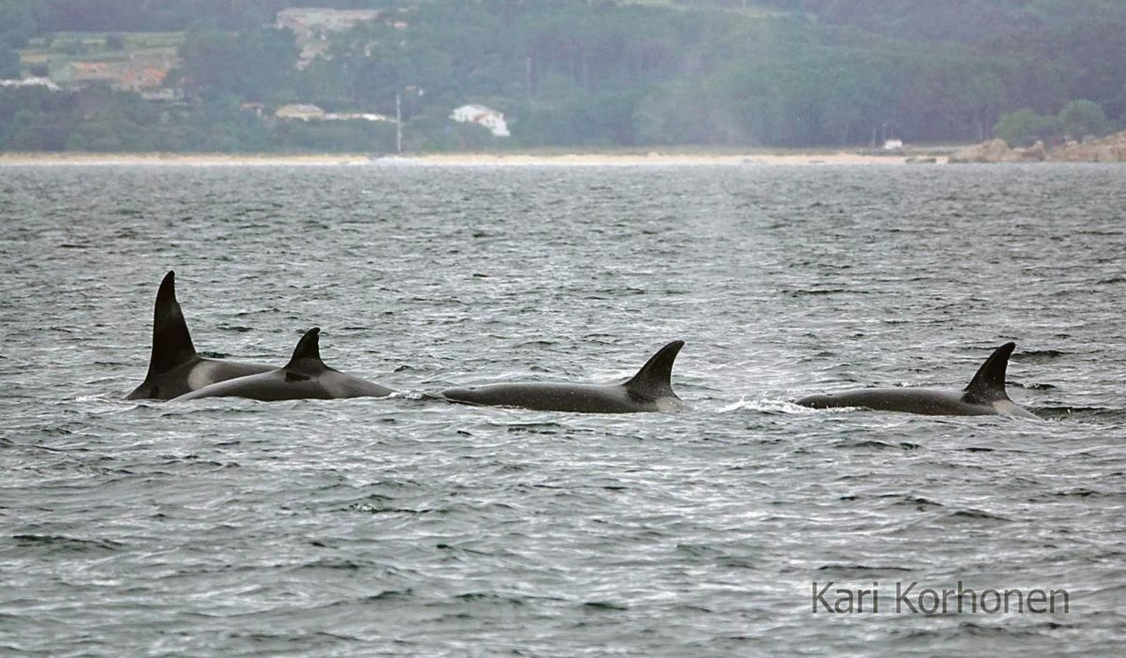 Un grupo de cuatro orcas que pertenecen a la familia liderada por la “abuela Toñi” nadan en la ría de Arousa.