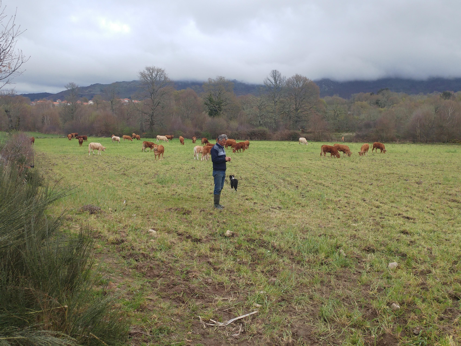 Venancio Pires, guarda sus vacas en una finca del lado español. Al fondo la localidad de Randín. (FOTO: A.R.)