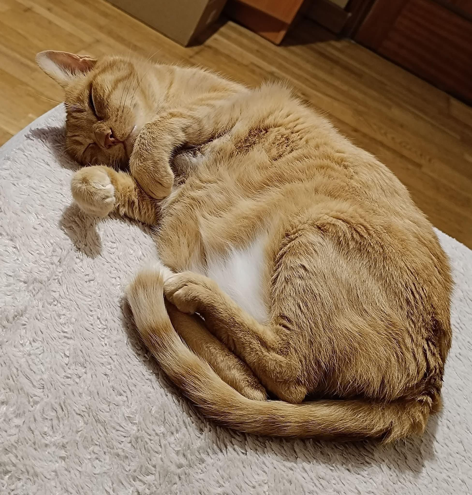 Garfield
