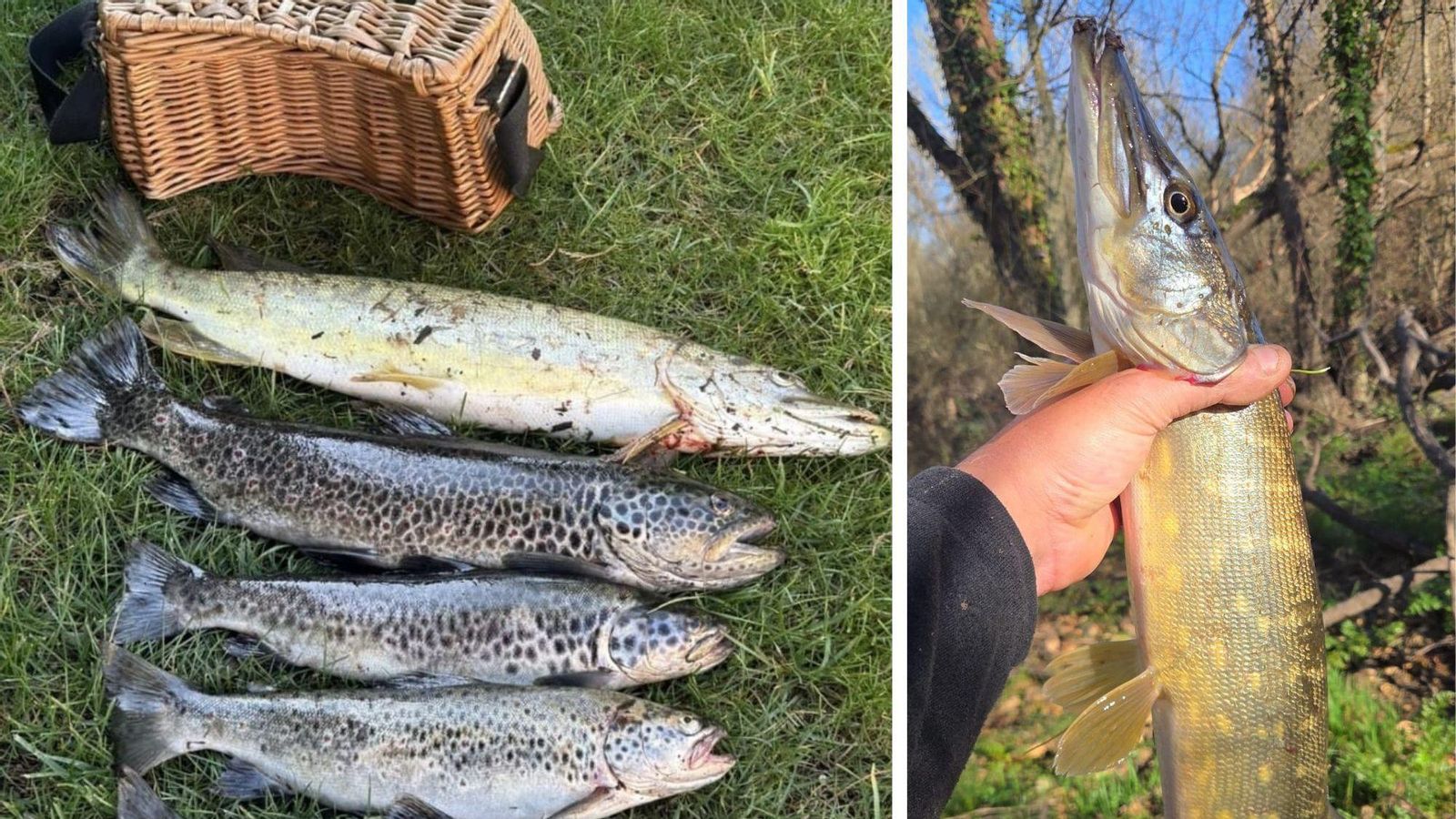 Parte de la pesca del pasado domingo de David Rodríguez, con un total de cinco truchas y un lucio -izq.- y este último en primer plano.