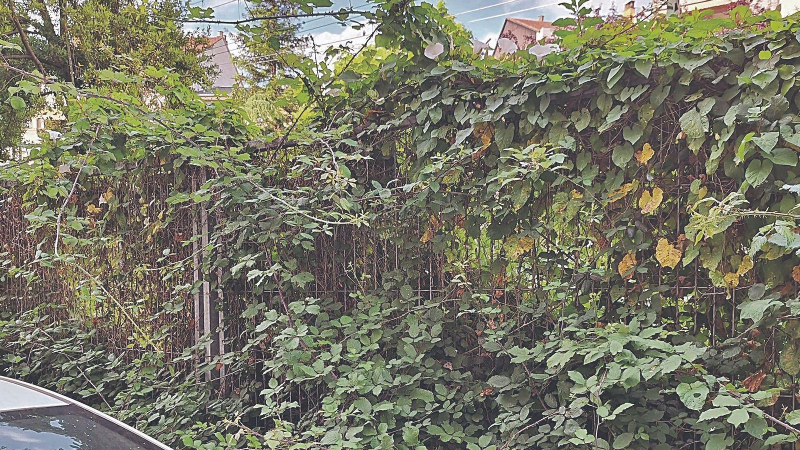 Maleza presente en la calle Noriega Varela.