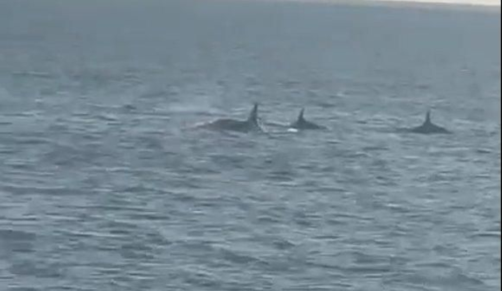 Grupo de orcas cerca de Ons. // Mar de Ons