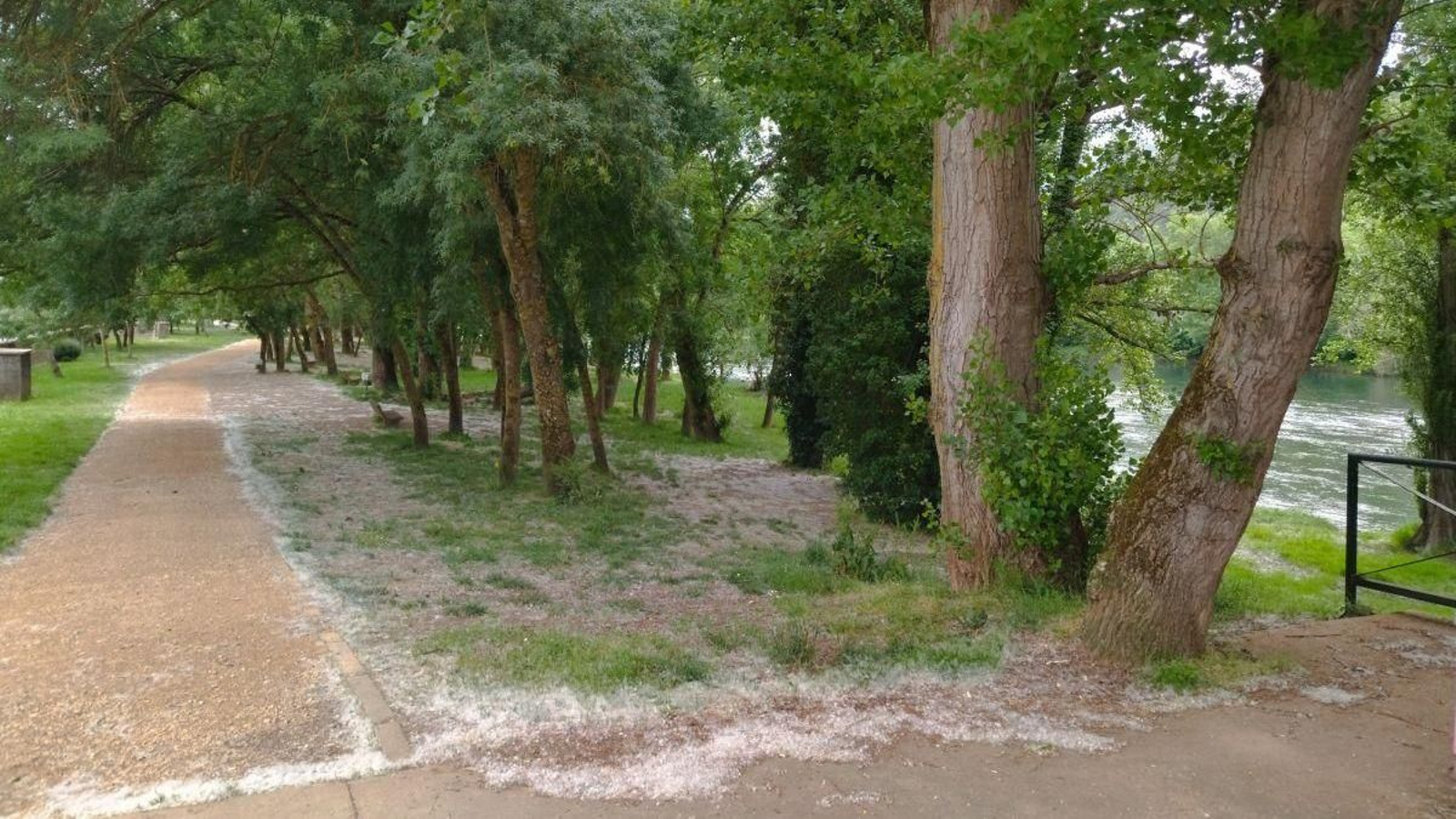 El “algodón” que envuelve las semillas de los chopos en O Barco.