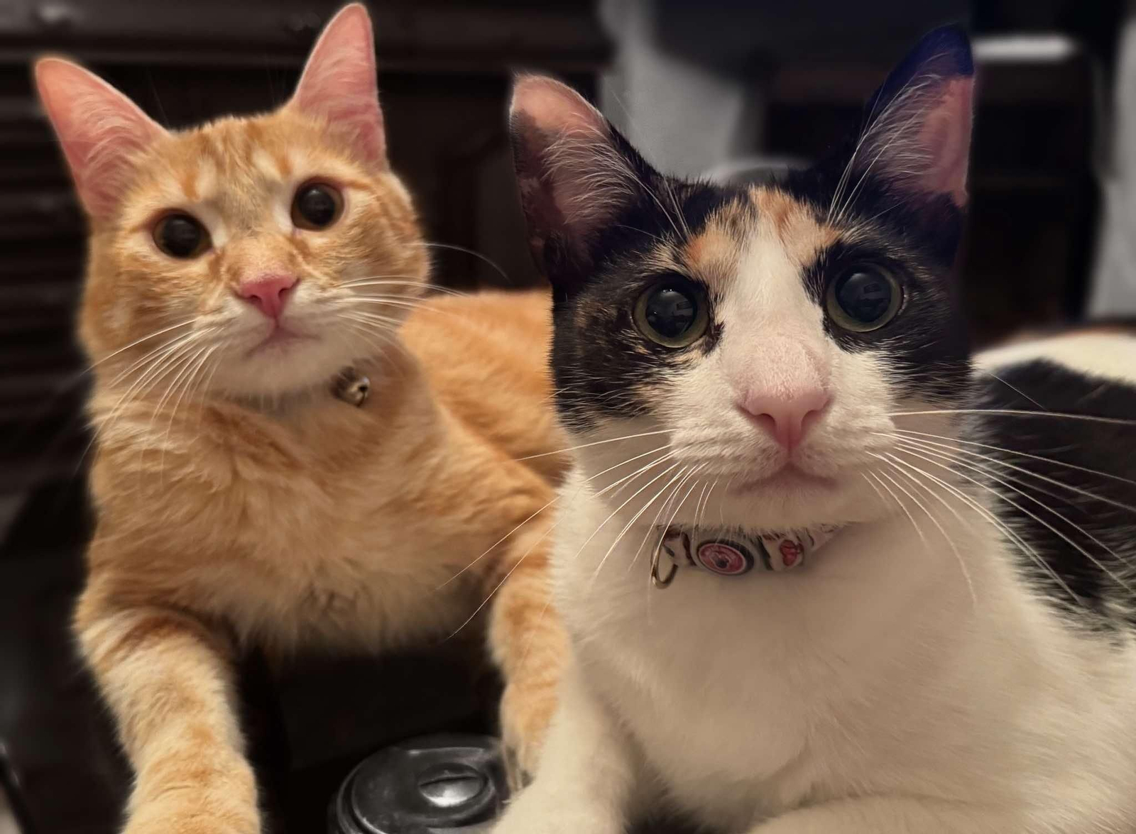 Mango y Kiwi