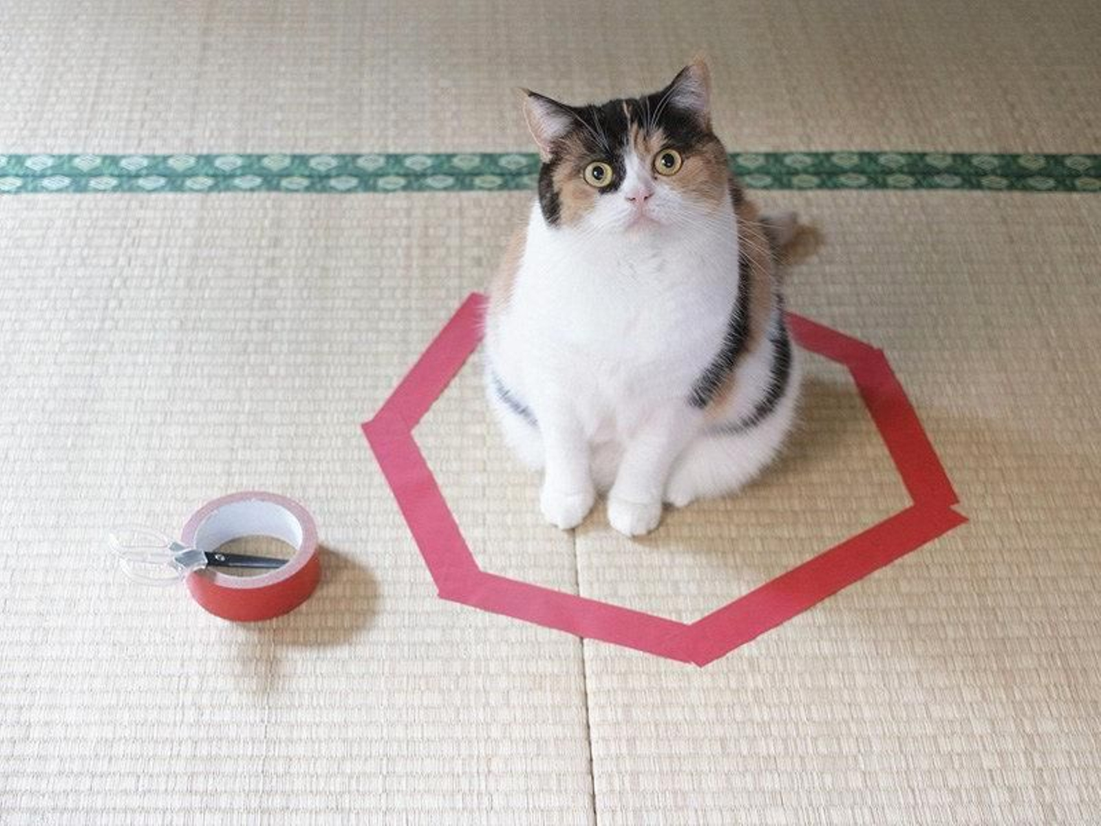 El gato, atrapado. (GUREMIKEJP.)