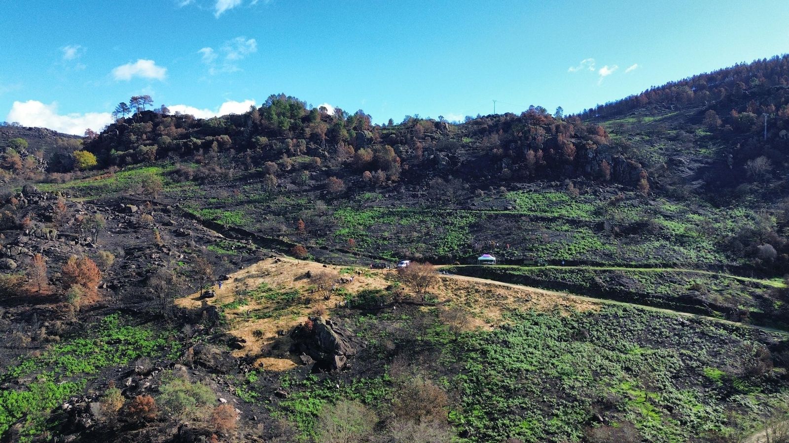 Entorno del Montemaior donde se realizó un reparto de paja seca, el conocido como "mulching".