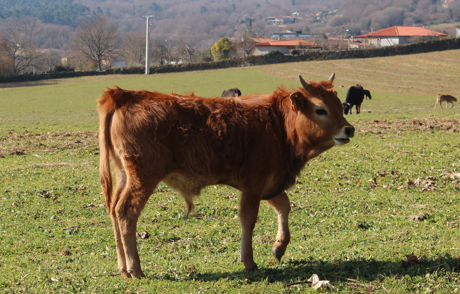 Galicia ha perdido, en tan solo cuatro años, el 32% de su población bovina
