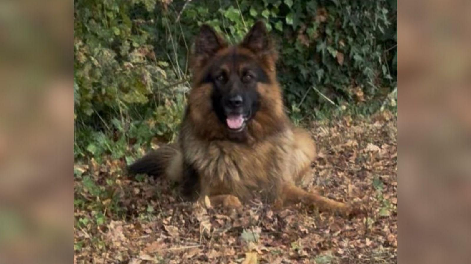 ¿Es posible prohibir la tenencia de animales dentro de una comunidad de propietarios?