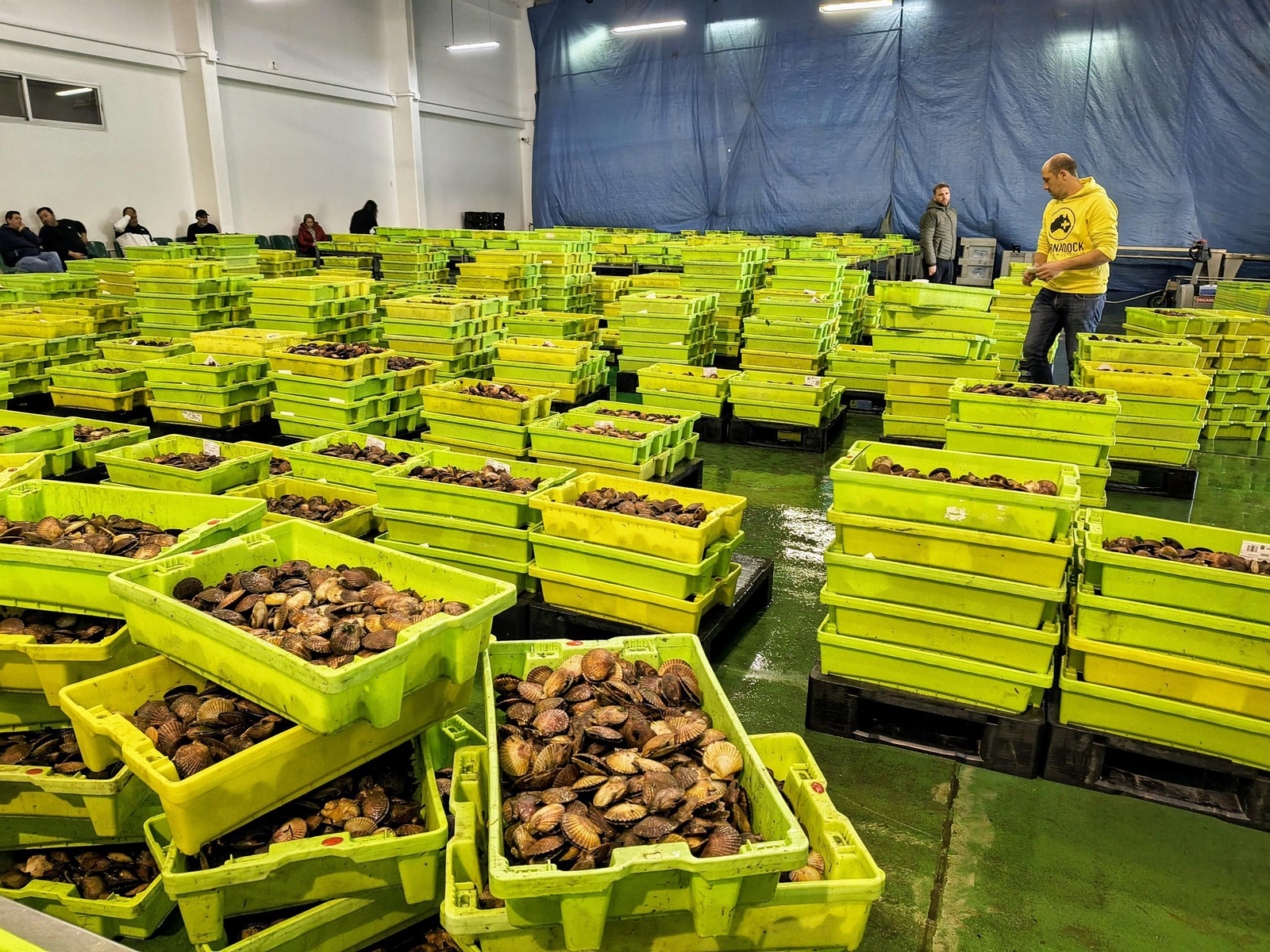 Subasta de volandeiras el pasado noviembre en la lonja de Tragove, en Cambados.