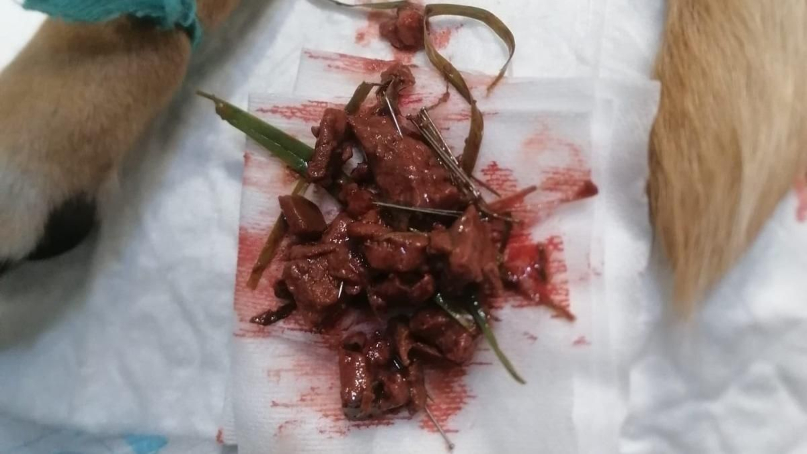 Carne y alfileres que pudieron extraer ayer a un perro en la ciudad.