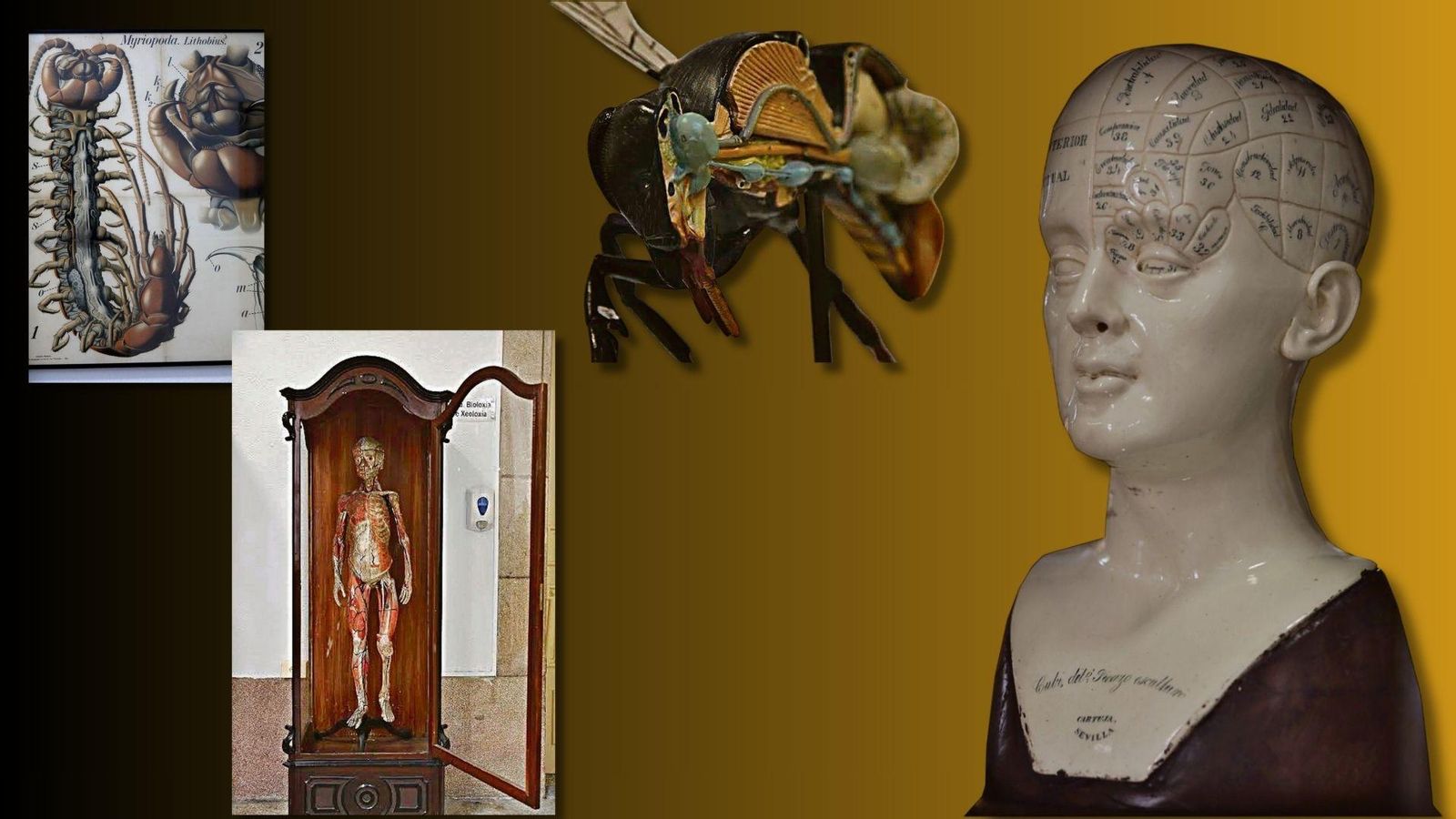 Láminas didácticas alemanas de insectos del siglo XIX complementan la colección. | Muñeco anatómico de finales del XIX realizado según la técnica del doctor francés Auzoux en arcilla y pasta de papel. La mayoría de las vitrinas de exhibición son tan antiguas como su contenido (finales del XIX), de madera tallada en algunos casos. Ocupan parte de los amplios pasillos del edificio. | Cabeza frenológica en cerámica para enseñar al alumno las partes del cerebro humano. Esta firmada por la fabrica de La Cartuja de Sevilla en 1850.  En ella se percibe que la creatividad de los humanos se localiza en la parte derecha del cerebro. | Maqueta en escayola  de la anatomía de un insecto.