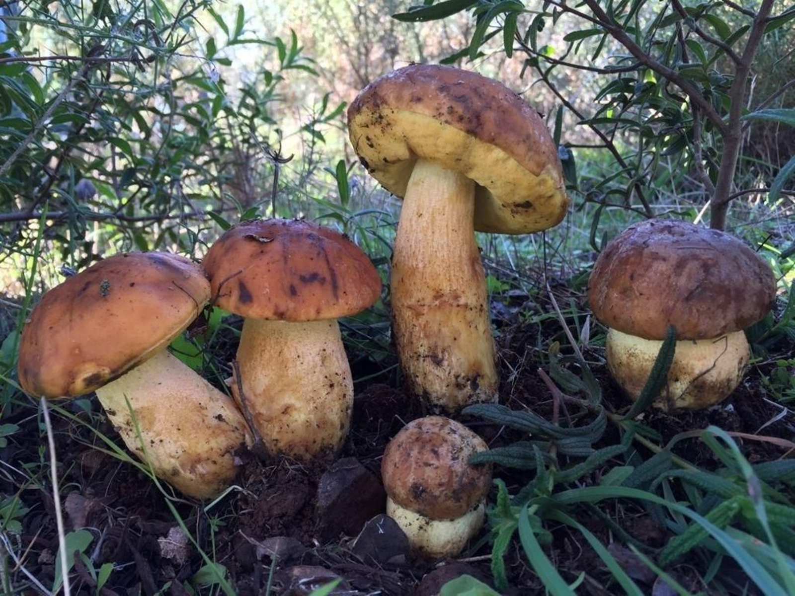 La Sierra del Suído es uno de los sitios más lluviosos de España; su humedad y altitud favorecen el desarrollo de diversos tipos de setas.