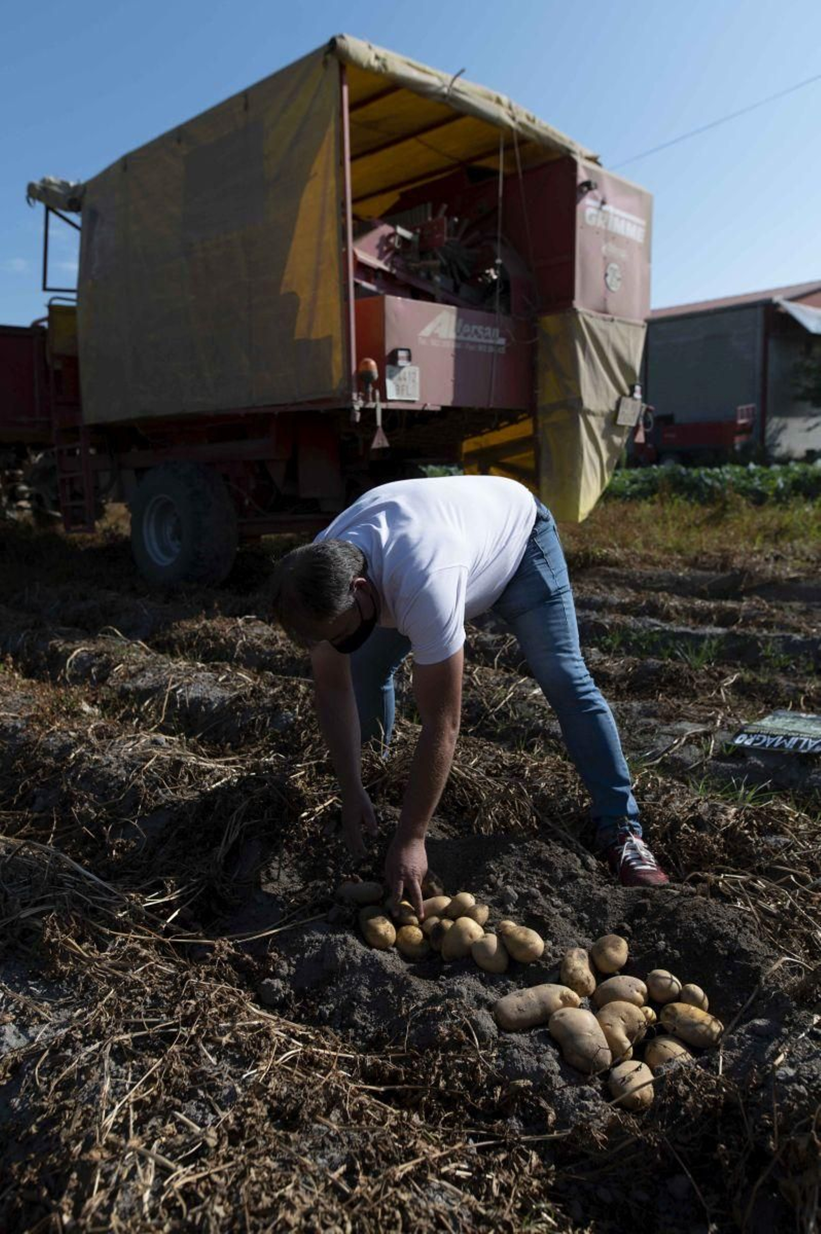 Recolección de patata en A Limia.