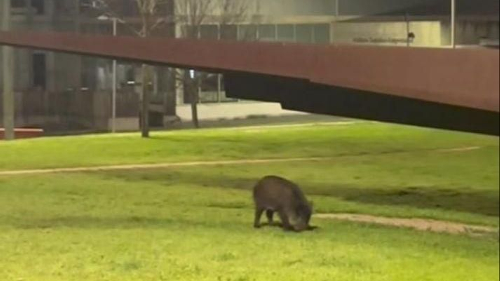 Jabalí en el Campus