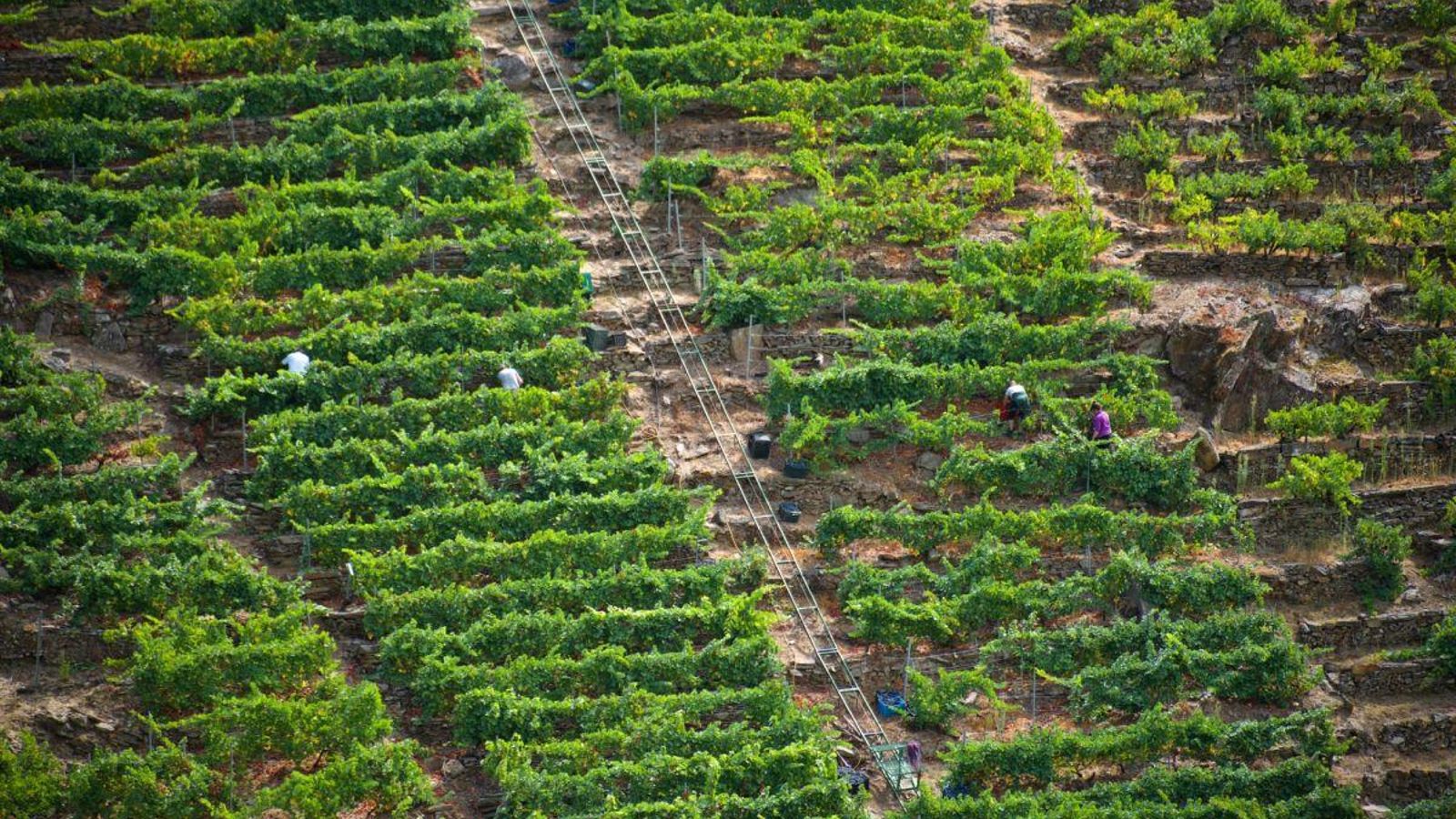 La Ribeira Sacra, exponente de viticultura heroica.