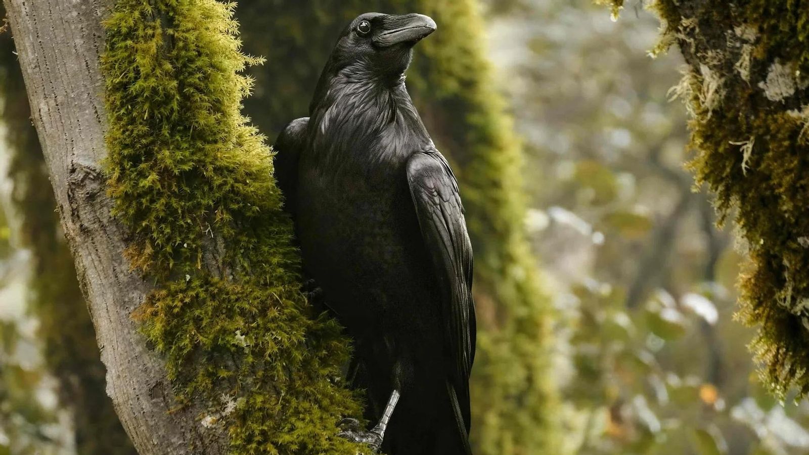 Imágenes finalistas del concurso de fotografía de naturaleza de Stanford