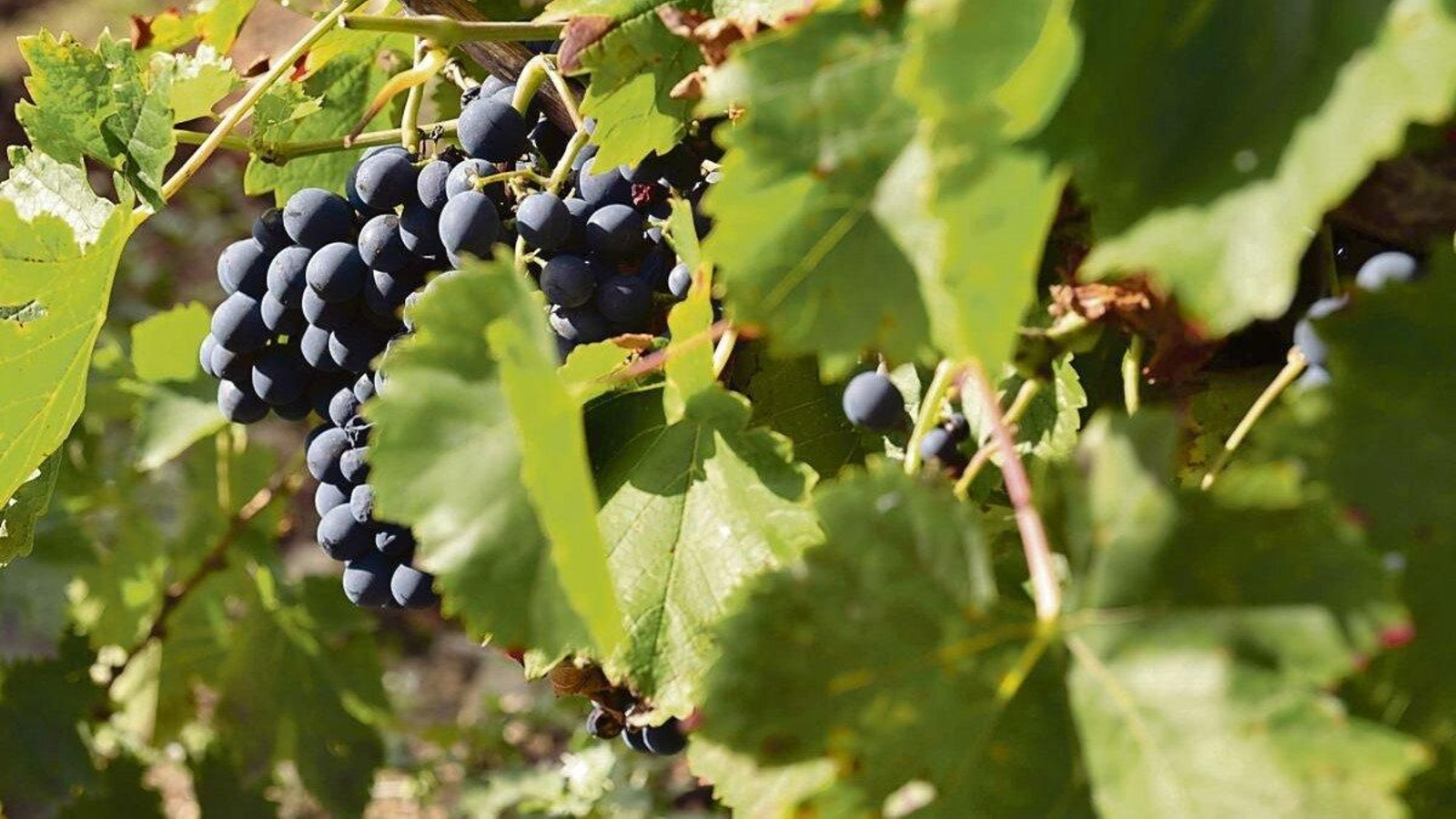 Un racimo de uvas de la Denominación de Origen Ribeira Sacra.