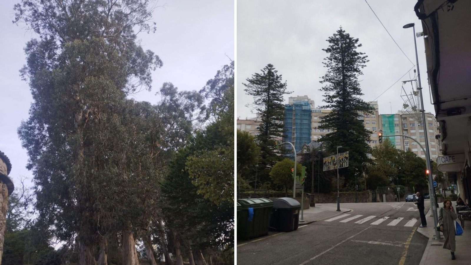 Los primeros eucaliptos desde Australia y araucarias de América a López Mora.