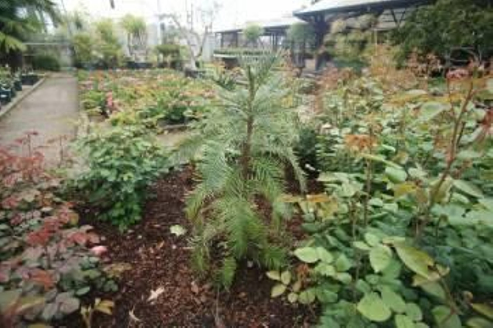 El fósil viviente Wollennia nobilis crece en la Fundación Sales rodeada de rosales ingleses. (Foto: FOTOS: VICENTE ALONSO)