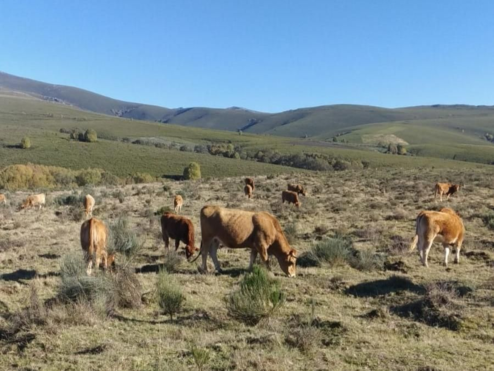 Reses de la explotación de Jorge Prada, en Vilanova (A Veiga).