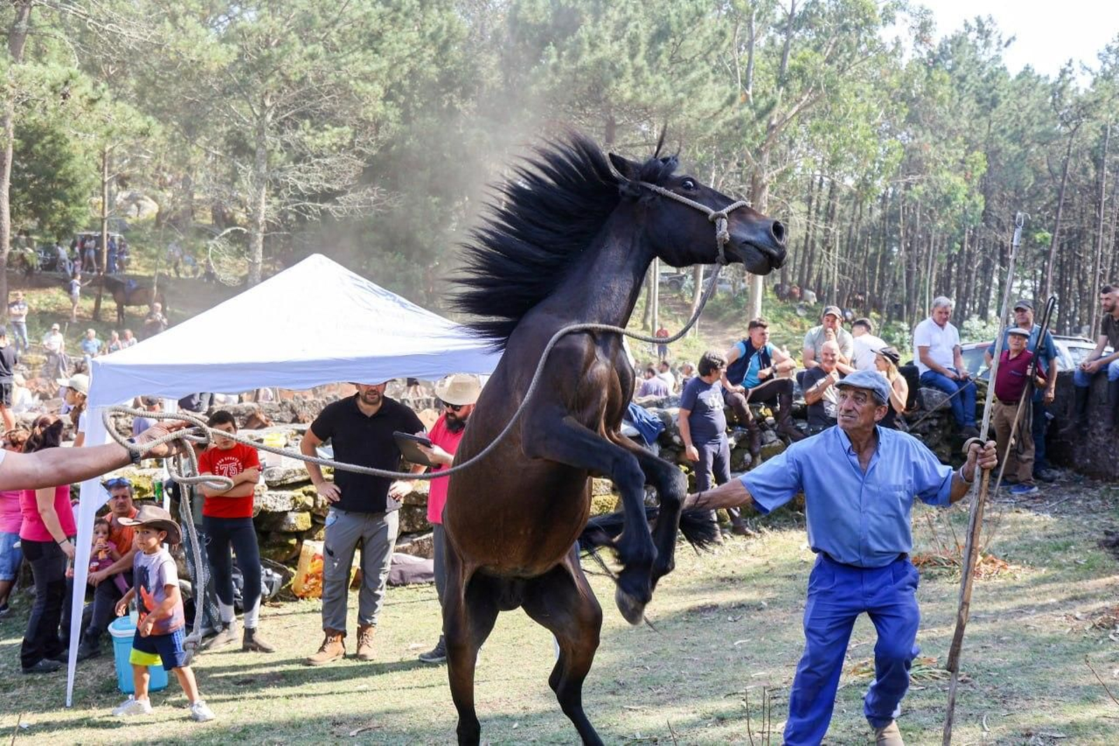 Galería | El curro de Mougás cierra la temporada de la “rapa” en la Serra da Groba