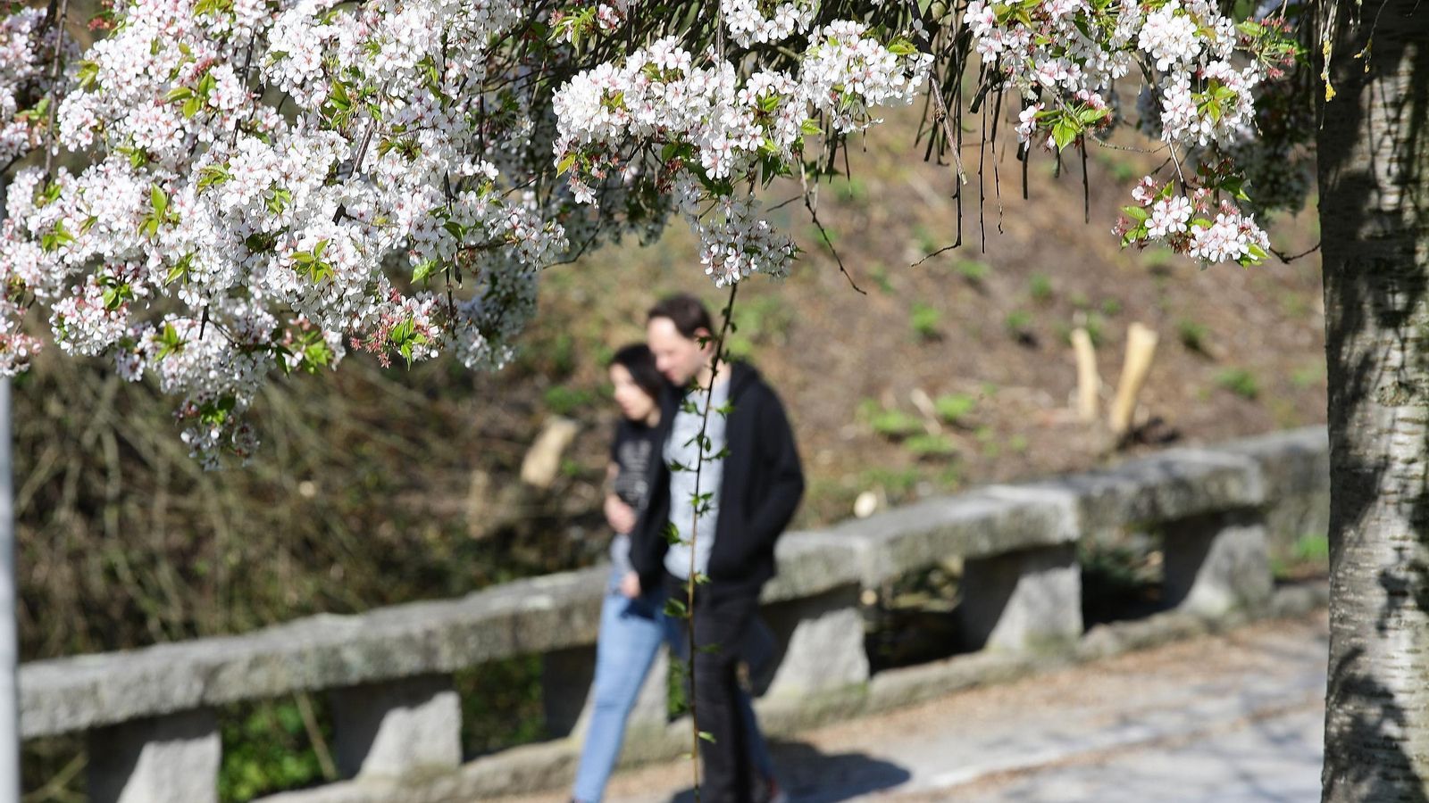 La llegada de la primavera en Ourense hace florecer sus paseos.