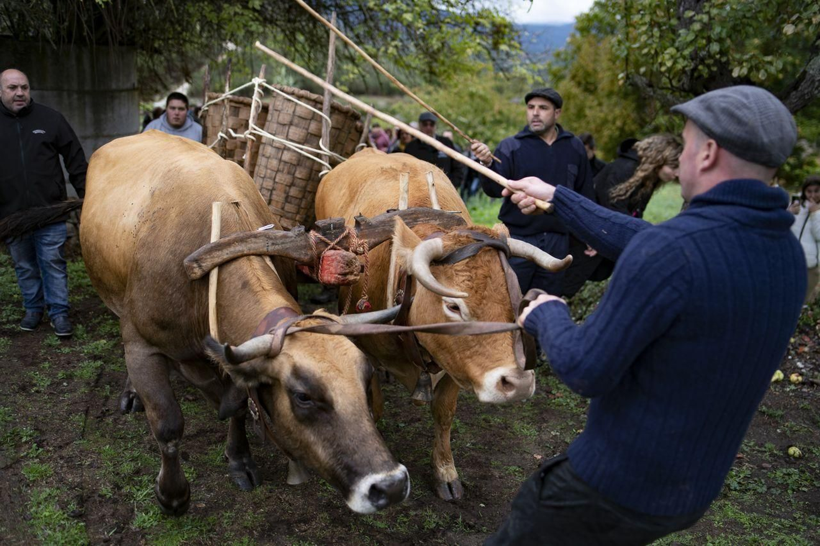 Monterrei. 22/10/2022. Festa da Vendima no Castelo de Monterrei.
Foto: Xesús Fariñas