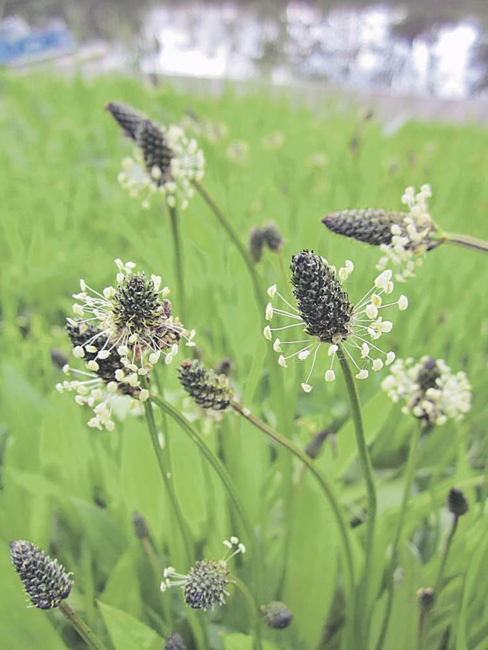 Plantago lanceolata.