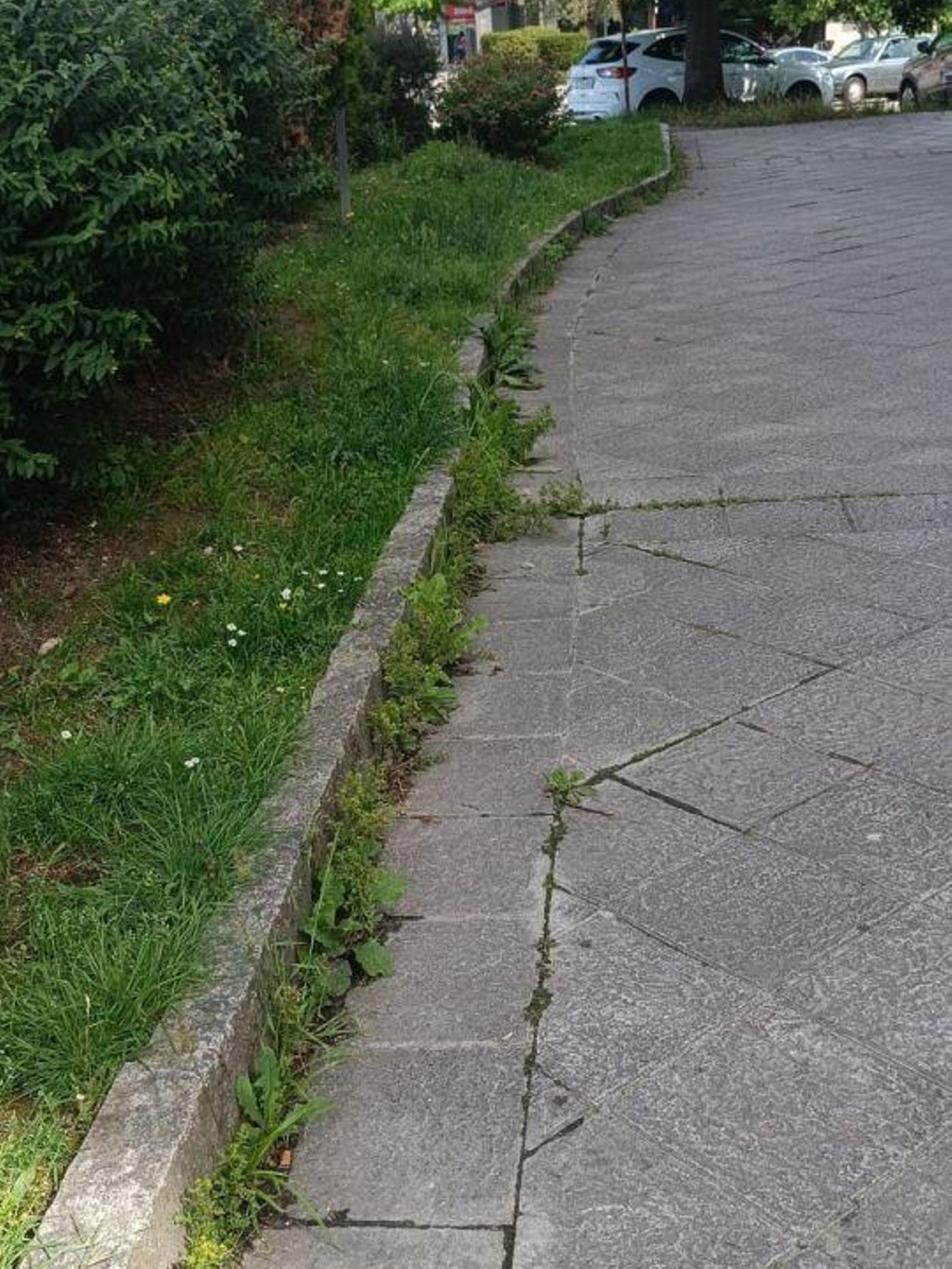 La acumulación de malas hierbas en bordillos de zonas verdes de la calle Seminario.