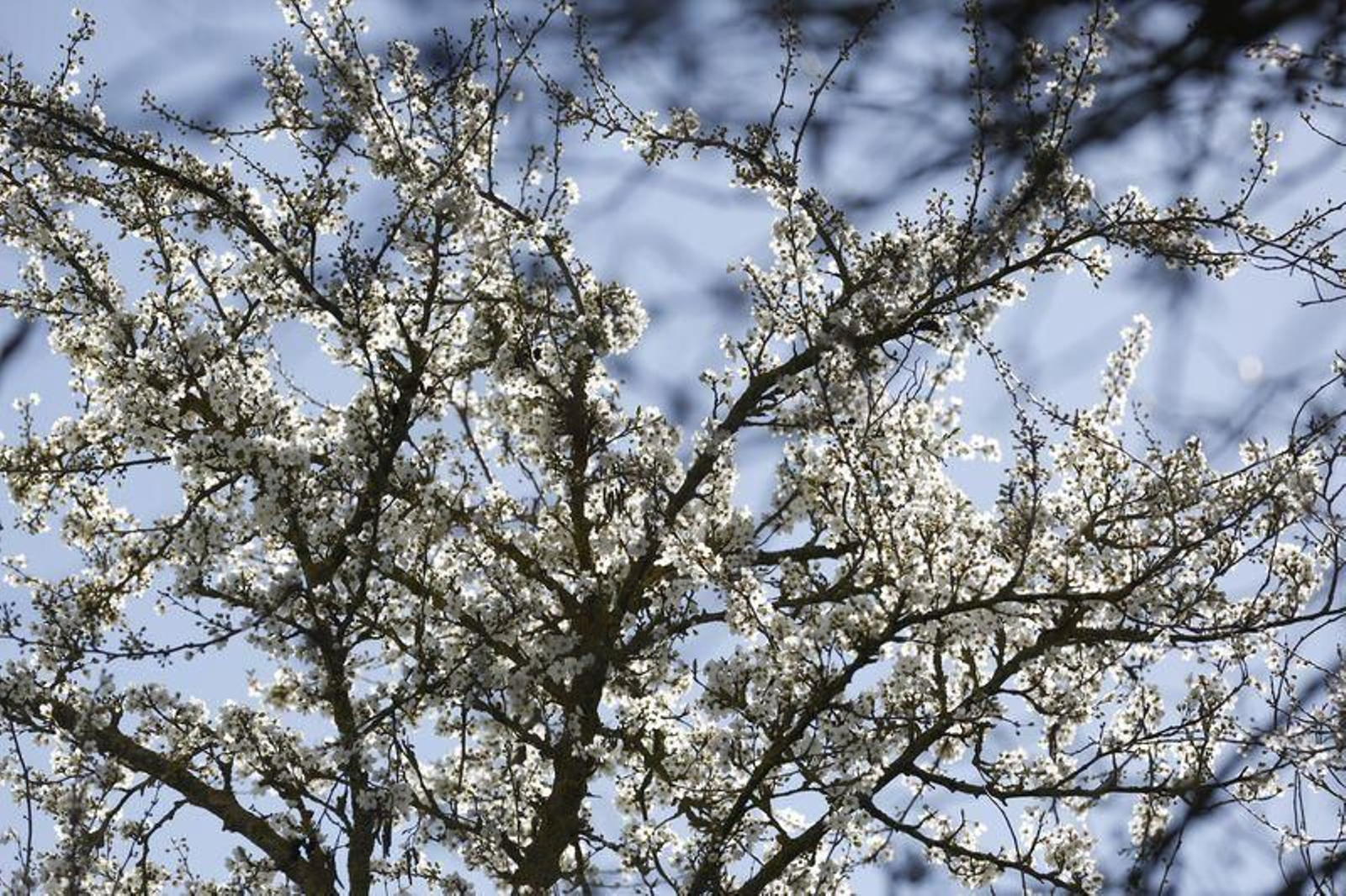 La primavera anticipada provoca la floración de árboles y cultivos // FOTO: XESÚS FARIÑAS