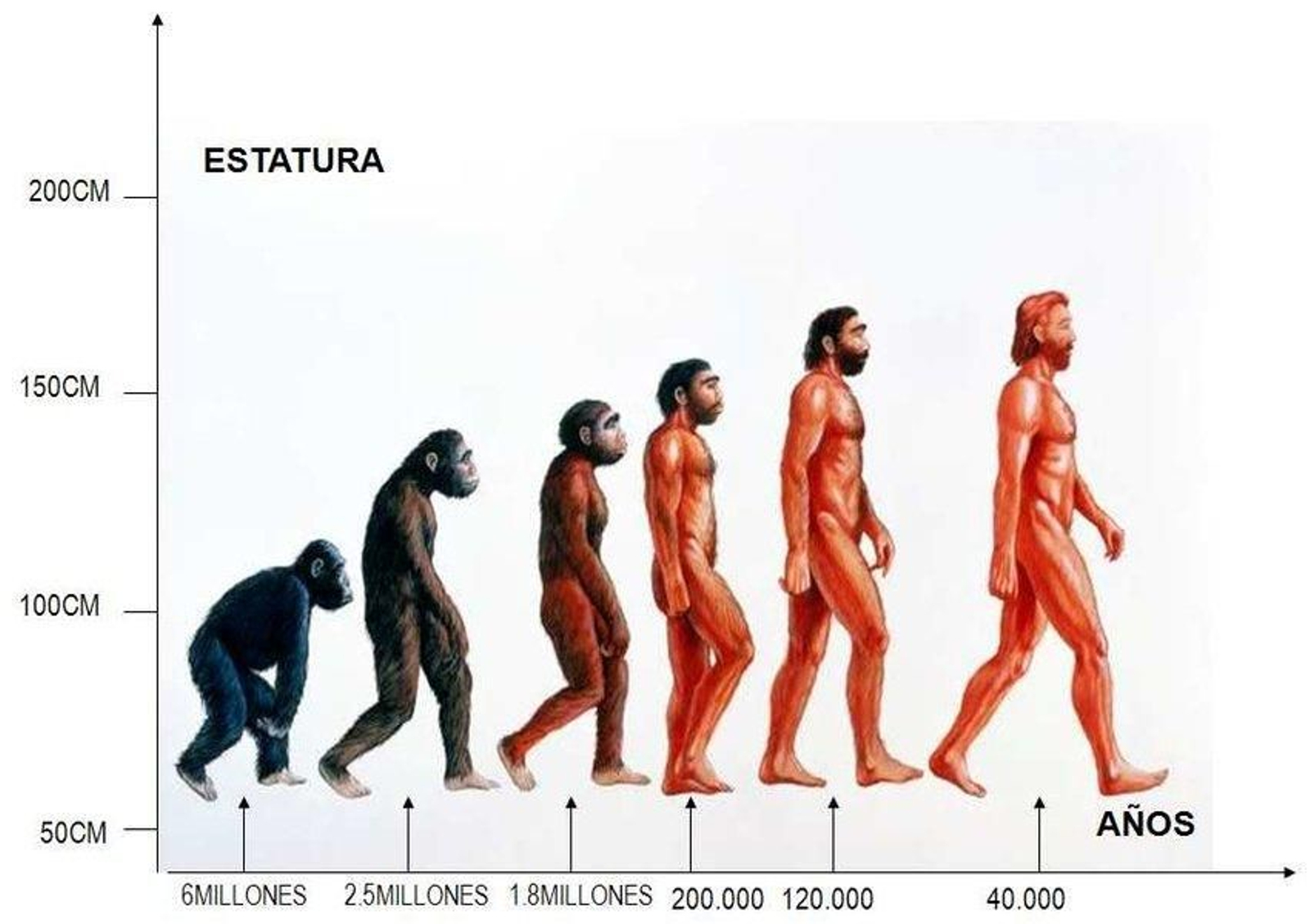 Gráfico sobre la evolución del ser humano