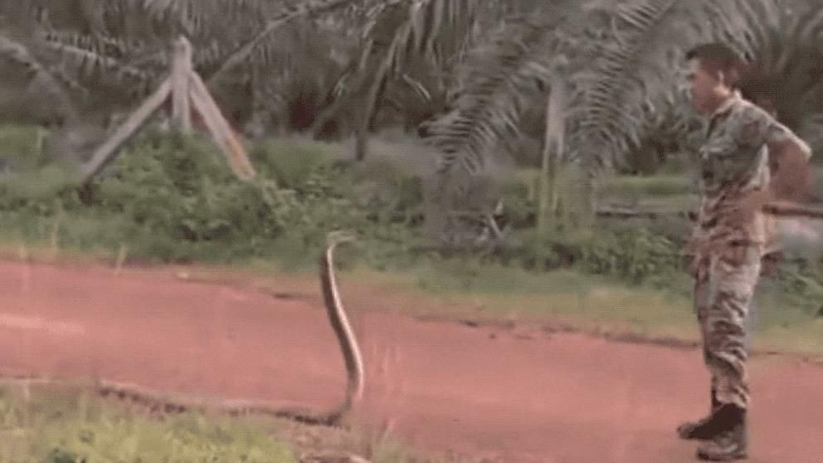 El soldado ante la serpiente.