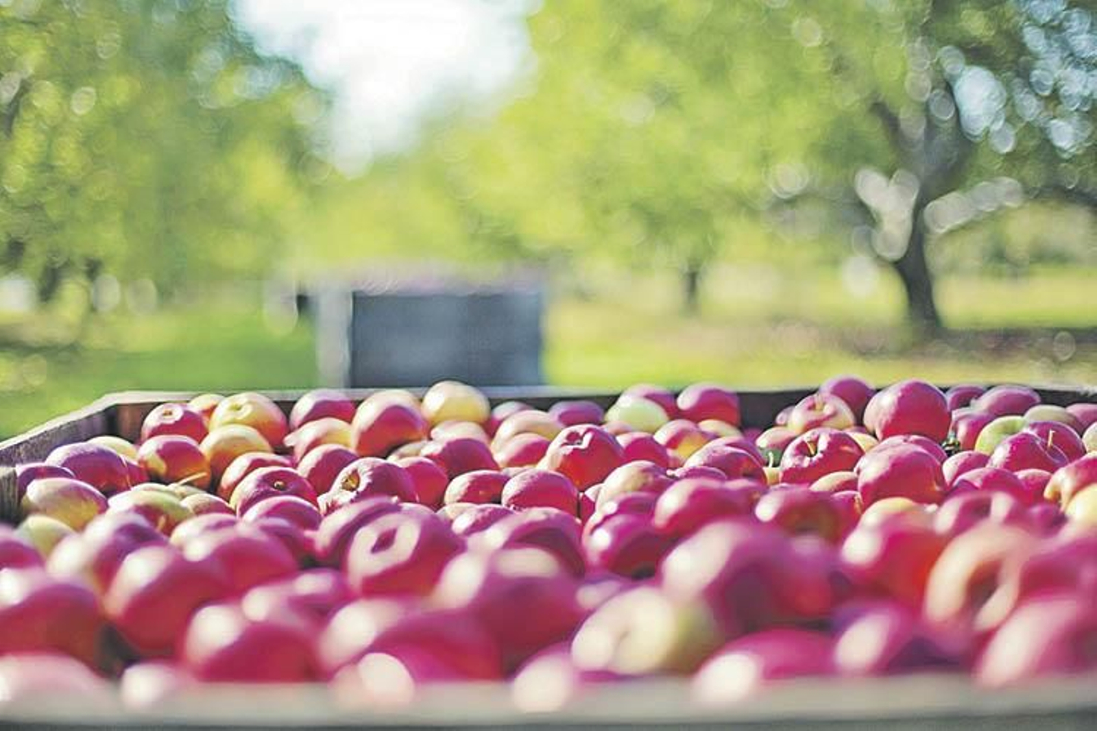 Manzanas recién recogidas.