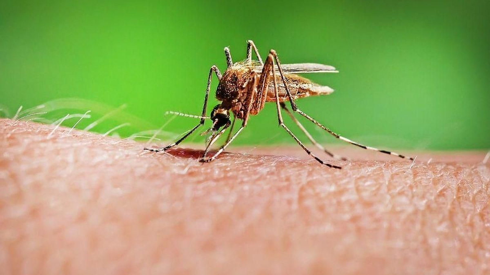 Los mosquitos son activos en verano.