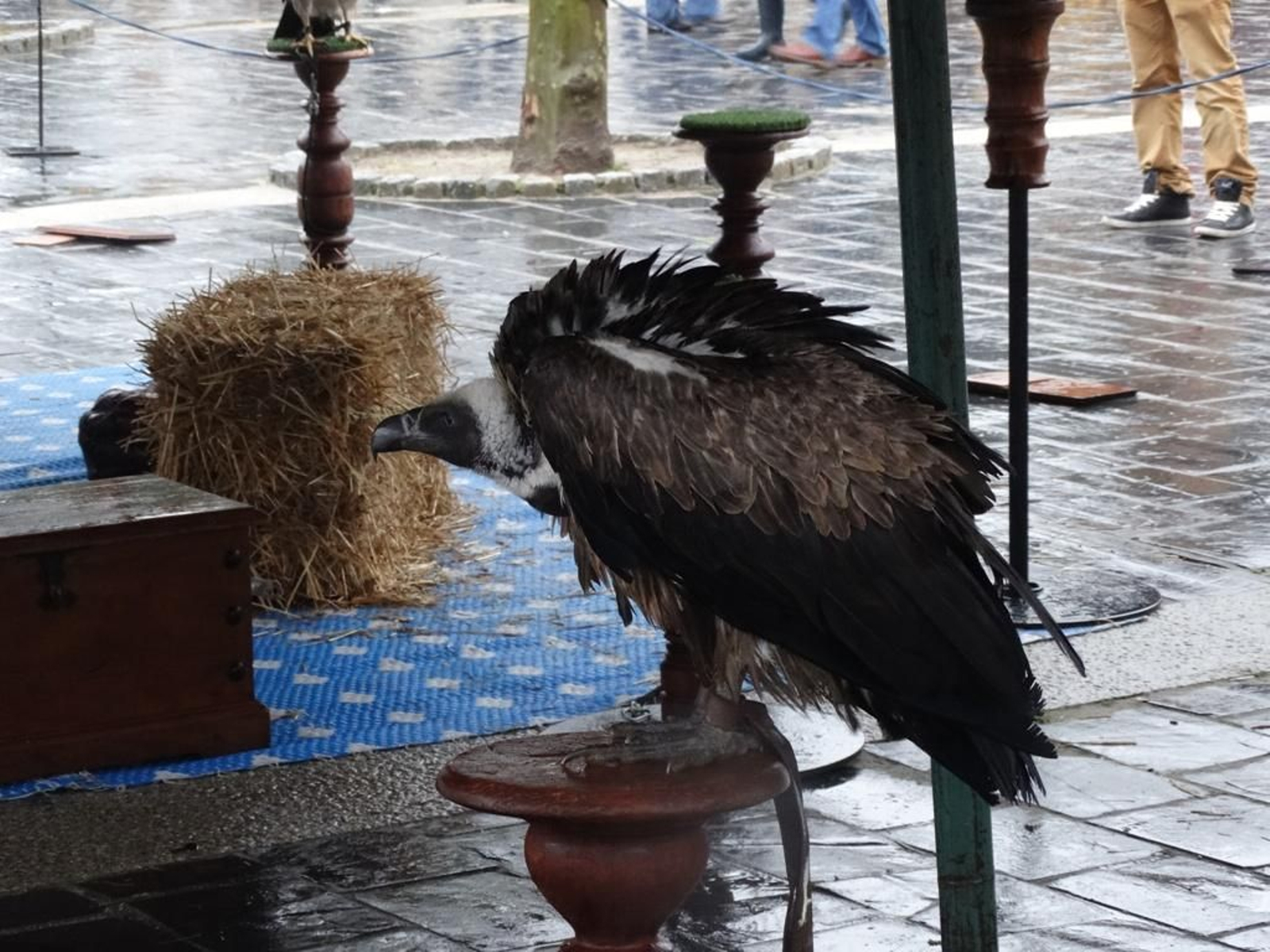 66ARRIBADA 2014 - Carlos Costas