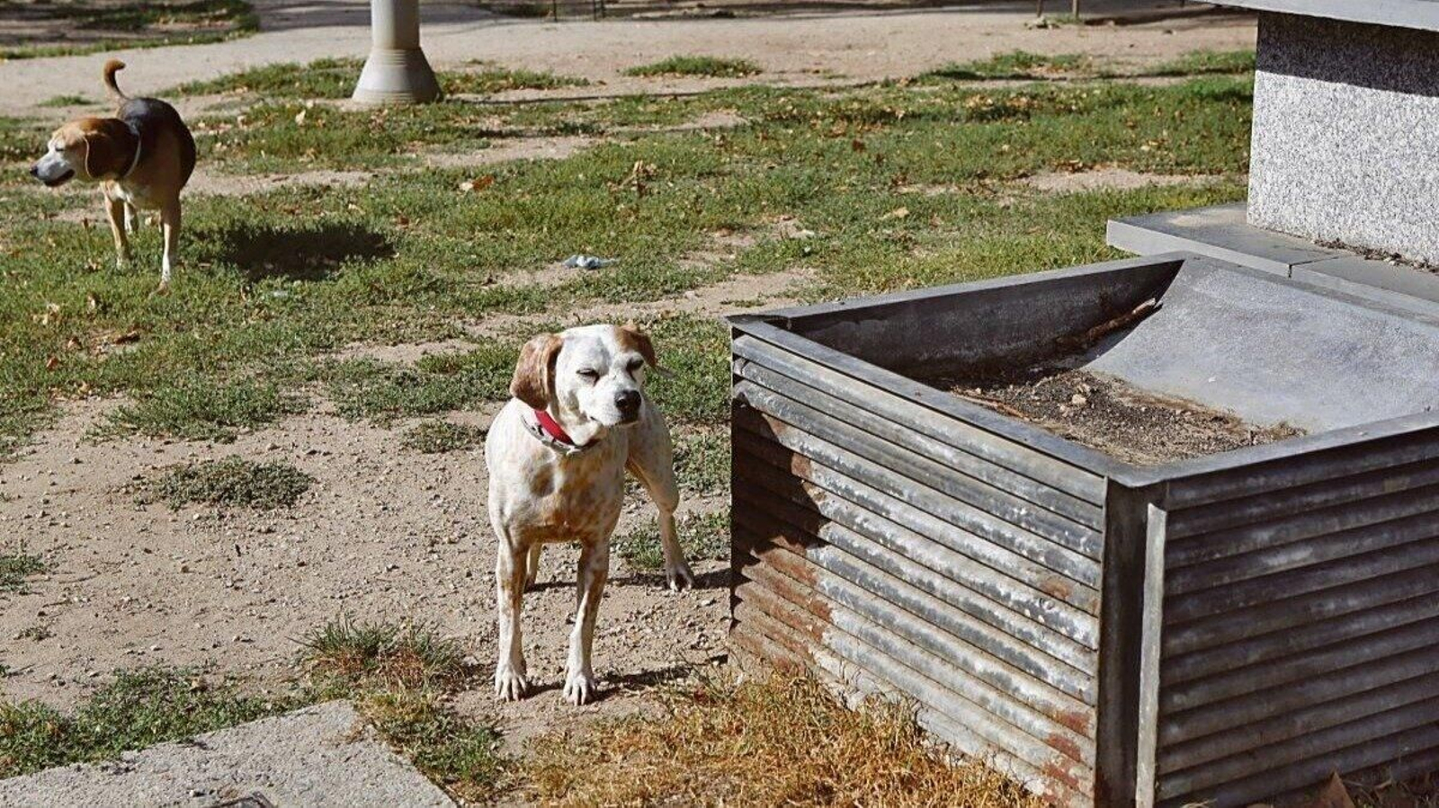 Foto de archivo de dos perros en un parque de Ourense.
