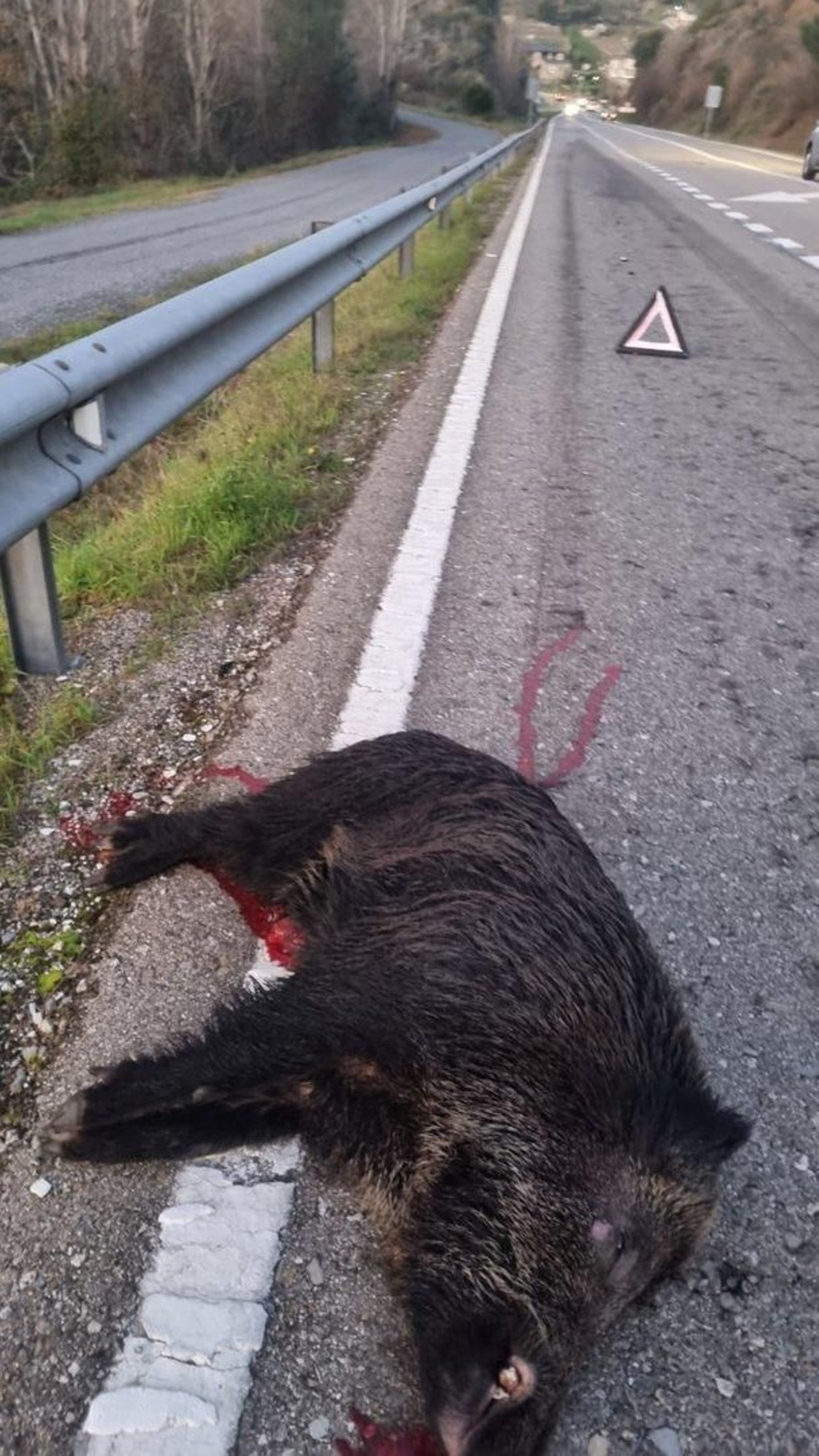 El jabalí muerto en el accidente. Foto: Protección Civil O Bolo