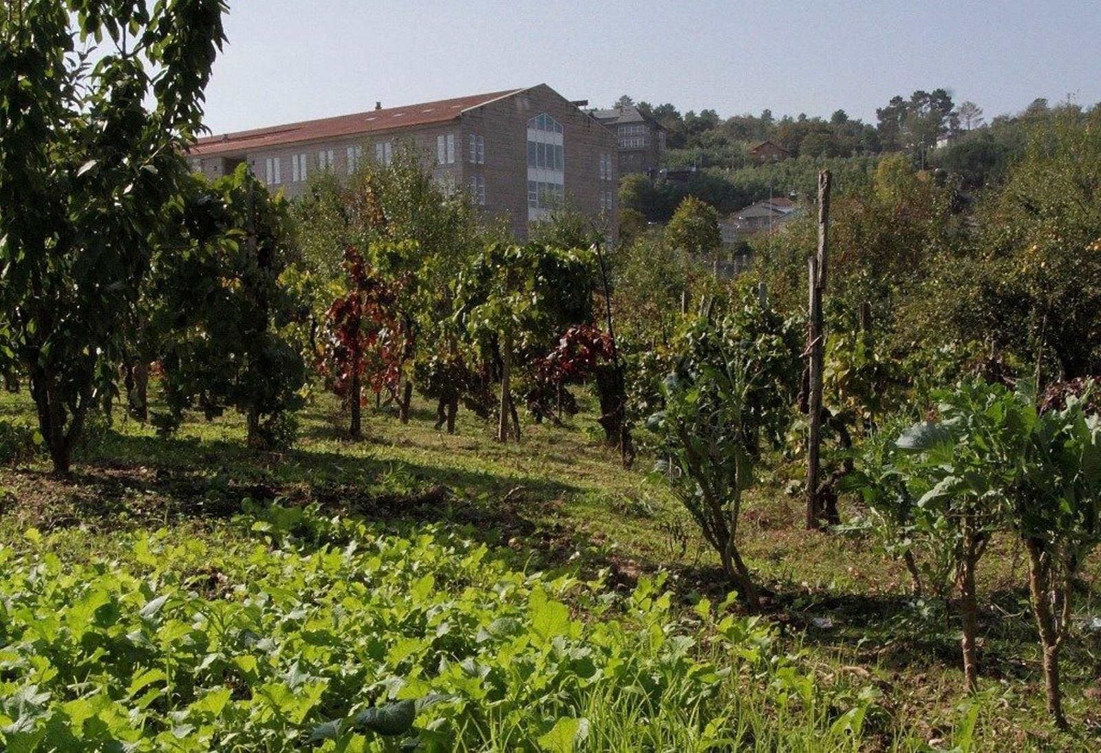 Huerto en las inmediaciones de la sede ourensana de Aixiña.