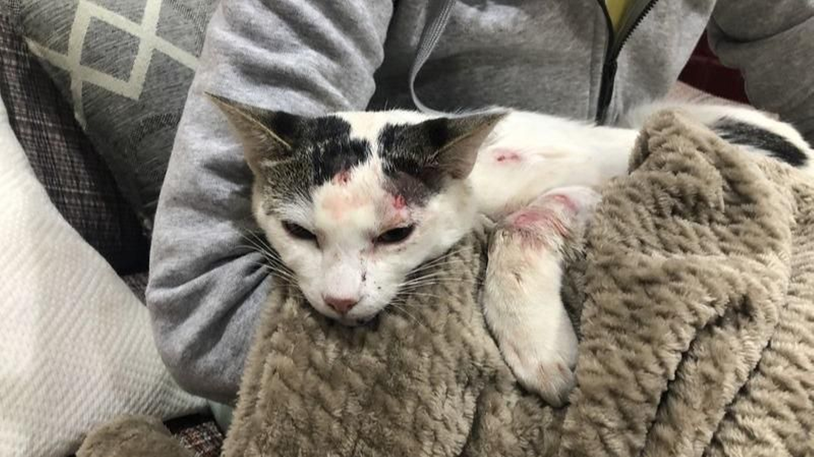 El gato herido en Xinzo de Limia.