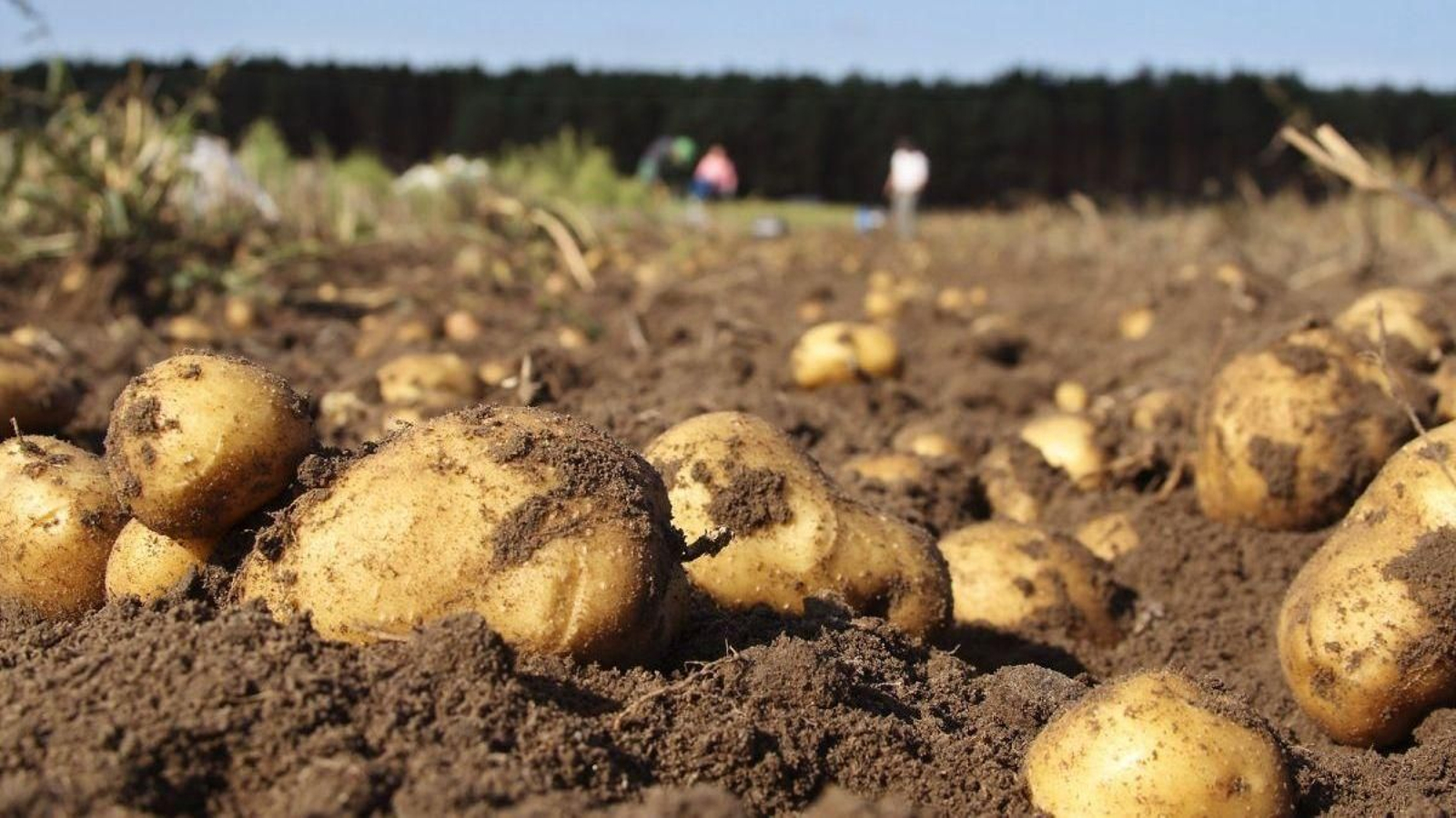 Patatas en la comarca de A Limia.