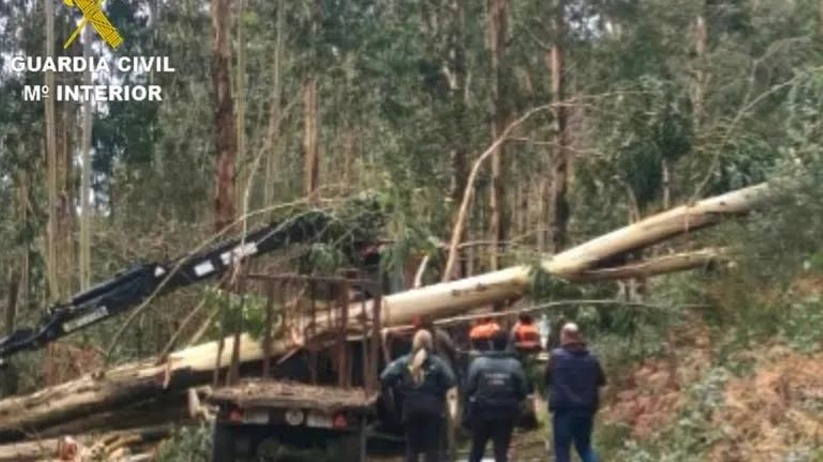 Imagen del árbol caído