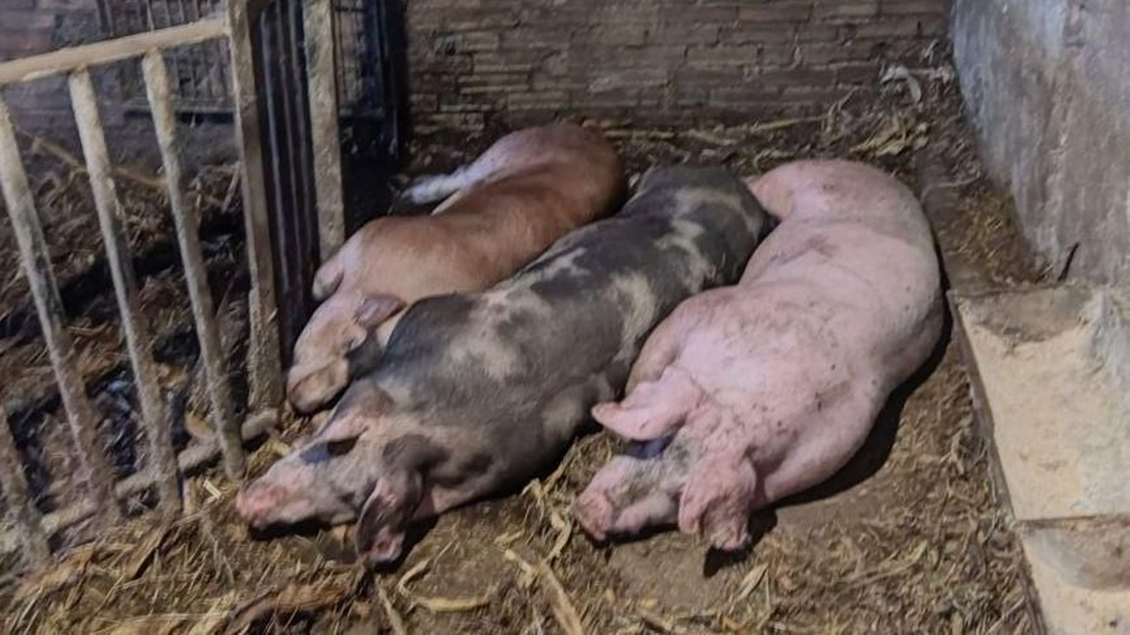 Tres cerdos en una cuadra de una vivienda de Vilaboa.