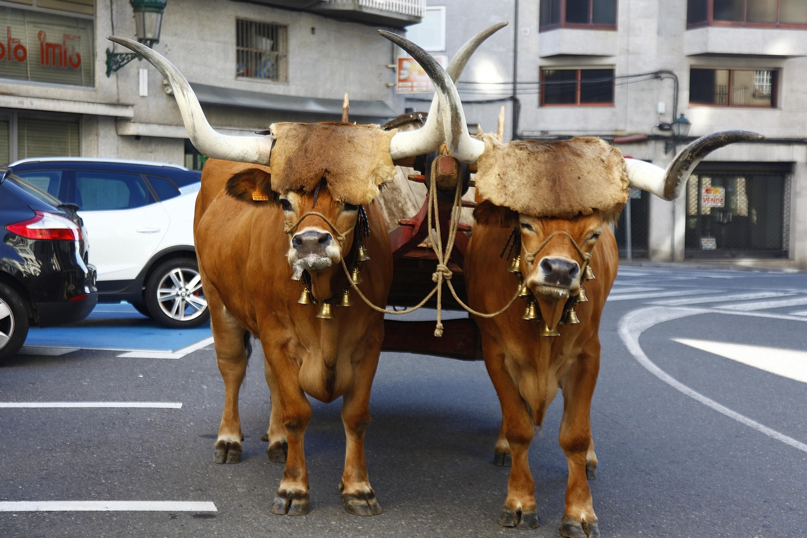 Saída andaina "Camiño Nós" (MIGUEL ÁNGEL)