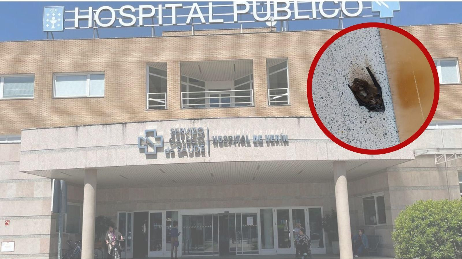 Una plaga de murciélagos asola el centro de salud de Verín