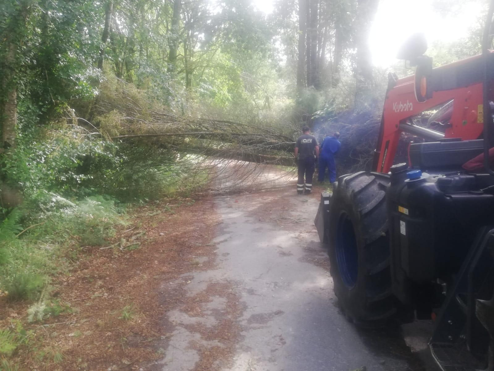 Caída de árboles en Esgos