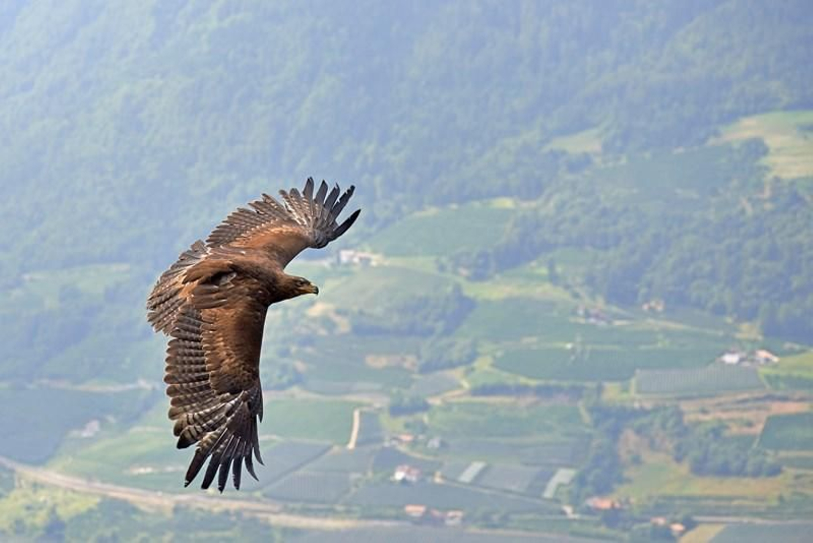 Aguila Real (Xunta de Galicia)