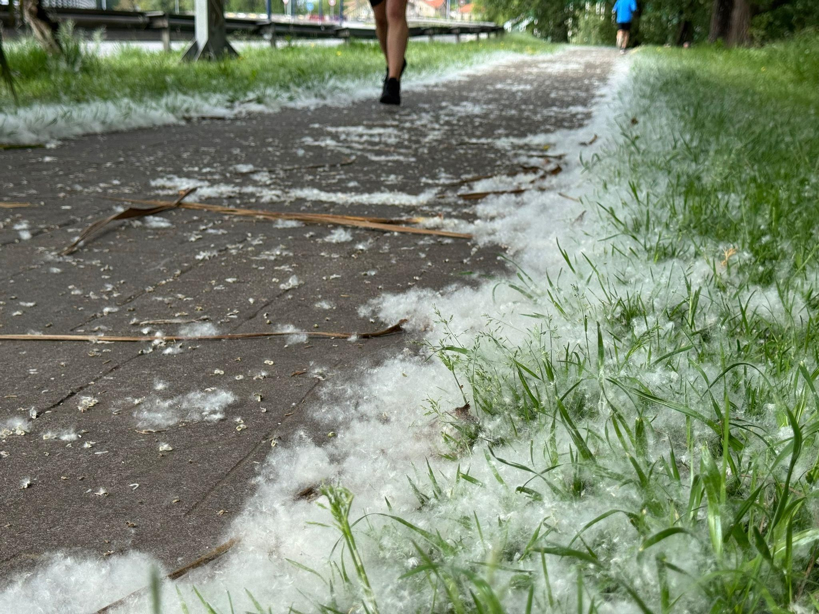 El polen tiñe de blanco Vigo en plena primavera.