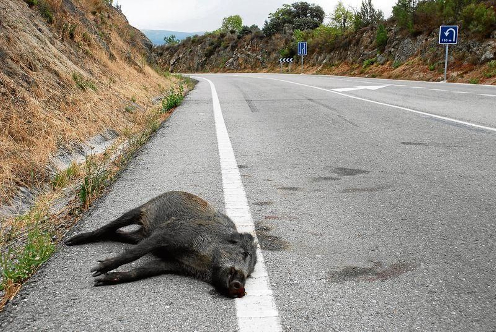 Un jabalí yace en la OU-533, en el concello de O Bolo.